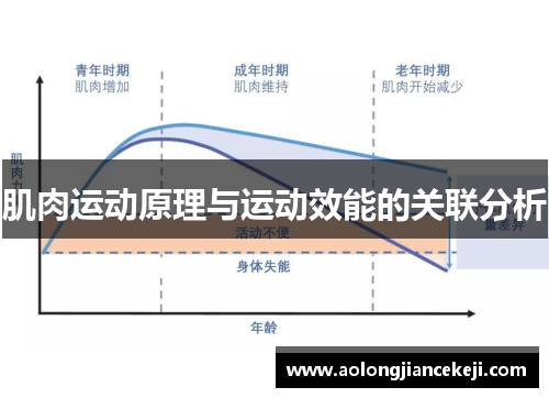 肌肉运动原理与运动效能的关联分析