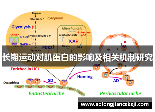长期运动对肌蛋白的影响及相关机制研究