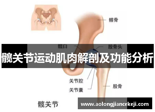髋关节运动肌肉解剖及功能分析